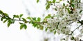 Panorama of a blossoming tree close-up. Place under the inscription.