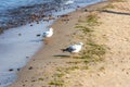 Panorama of the blue Baltic sea with blue sky, sandy beach and seagulls Royalty Free Stock Photo