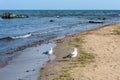 Panorama of the blue Baltic sea with blue sky, sandy beach and seagulls Royalty Free Stock Photo