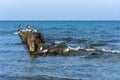 Panorama of the blue Baltic sea with blue sky and seagulls Royalty Free Stock Photo