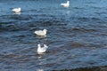 Panorama of the blue Baltic sea with blue sky and seagulls Royalty Free Stock Photo