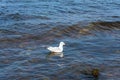 Panorama of the blue Baltic sea with blue sky and seagulls Royalty Free Stock Photo