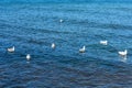 Panorama of the blue Baltic sea with blue sky and seagulls Royalty Free Stock Photo
