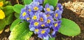 Panorama of blue flower primrose Royalty Free Stock Photo