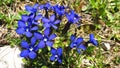 Panorama of blue gentiana flowers