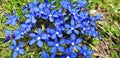 Panorama of blue gentiana sierrae or gentiana verna flowers