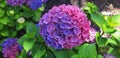 Panorama of the blue and pink flower hydrangea macrophylla or hydrangea ardorescens Royalty Free Stock Photo