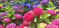 Panorama of the blue and pink flower hydrangea macrophylla or hydrangea ardorescens Royalty Free Stock Photo