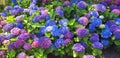 Panorama of the blue and pink flower hydrangea macrophylla or hydrangea ardorescens Royalty Free Stock Photo