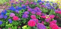 Panorama of the blue and pink flower hydrangea macrophylla or hydrangea ardorescens Royalty Free Stock Photo