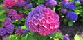 Panorama of the blue and pink flower hydrangea macrophylla or hydrangea ardorescens Royalty Free Stock Photo