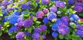 Panorama of the blue and pink flower hydrangea macrophylla or hydrangea ardorescens Royalty Free Stock Photo