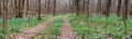 Panorama of blue snowdrops in the forest and roads in spring in April. spring flowers in the sun. photo for the banner. spring