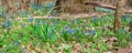 Panorama of blue snowdrops in the forest in spring in April. spring flowers in the sun. banner photo