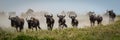 Panorama of blue wildebeest galloping in grass