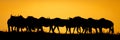 Panorama of blue wildebeest silhouetted at sunset