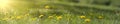 Panorama of blurred yellow dandelion flowers on green lawn. Bright spring background with sunbeams Royalty Free Stock Photo