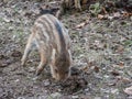 Panorama of boar in the forest Royalty Free Stock Photo