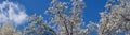 Panorama of Bradford Pear Tree Blooms