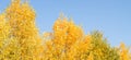 Panorama of bright yellow and orange trees against a clear blue sky, tree tops, beautiful autumn landscape Royalty Free Stock Photo