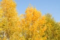 Panorama of bright yellow and orange trees against a clear blue sky, tree tops, beautiful autumn landscape Royalty Free Stock Photo