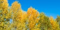 Panorama of bright yellow and orange trees against a clear blue sky, tree tops, beautiful autumn landscape Royalty Free Stock Photo