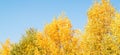 Panorama of bright yellow and orange trees against a clear blue sky, tree tops, beautiful autumn landscape Royalty Free Stock Photo