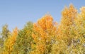 Panorama of bright yellow and orange trees against a clear blue sky, tree tops, beautiful autumn landscape Royalty Free Stock Photo