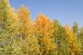 Panorama of bright yellow and orange trees against a clear blue sky, tree tops, beautiful autumn landscape Royalty Free Stock Photo