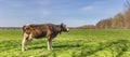 Panorama of a brown cow standing in the hills of Gaasterland
