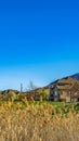 Panorama Brown grasses with view of houses on a lush field in the background