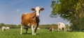 Panorama of a brown Holstein cow standing in the grass