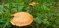 Panorama of brown mushrooms hypholoma fasciculare