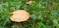 Panorama of brown mushrooms hypholoma fasciculare