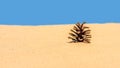 panorama of a brown pine cone in the sand Royalty Free Stock Photo