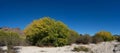Panorama of Brush on Dry Riverbed Royalty Free Stock Photo