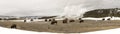 Panorama of buffalo or bison grazing next to Old Faithful Geyser Royalty Free Stock Photo