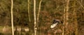 Panorama of buzzard, bird of prey flies in the air and hunts for food. Majestic brown-feathered buzzard with a forest Royalty Free Stock Photo