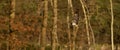 Panorama of buzzard, bird of prey flies in the air and hunts for food. Majestic brown-feathered buzzard with a forest Royalty Free Stock Photo