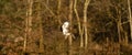 Panorama of buzzard, bird of prey flies in the air and hunts for food. Majestic brown-feathered buzzard with a forest Royalty Free Stock Photo