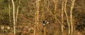 Panorama of buzzard, bird of prey flies in the air and hunts for food. Majestic brown-feathered buzzard with a forest background. Royalty Free Stock Photo