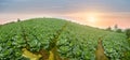 Panorama cabbage field at fully mature stage ready to harvest. Cabbage field in a sunset light Royalty Free Stock Photo