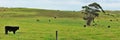 Panorama with calf at farmland