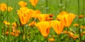 Panorama of California poppies bloom