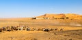 Panorama of Camel caravan ready to go in the sahara desert