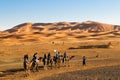 Panorama of Camel caravan in the sahara desert Royalty Free Stock Photo