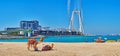 Panorama with camels on JBR Marina beach and Ain Dubai Ferris Wheel, Dubai, UAE