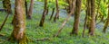 Panorama Of A Carpet Of Bluebells Amongst Deciduous Trees On Woodland Floor