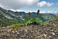 Panorama of the Caucasus Mountains in summer.