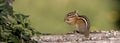 Panorama of a chipmunk on a log. Royalty Free Stock Photo